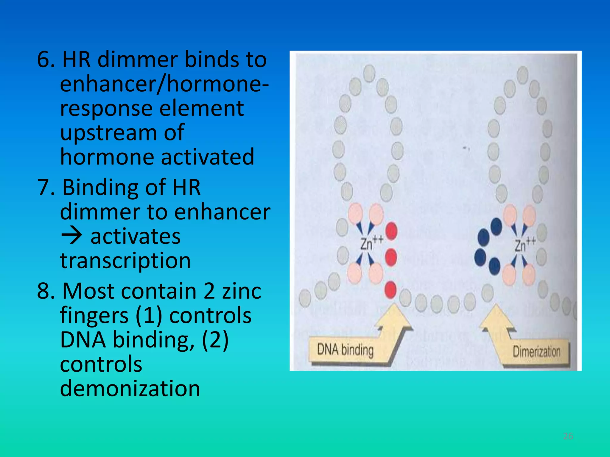 6. HR dimmer binds to
enhancer/hormone-
response element
upstream of
hormone activated
7. Binding of HR
dimmer to enhancer
 activates
transcription
8. Most contain 2 zinc
fingers (1) controls
DNA binding, (2)
controls
demonization
26
 