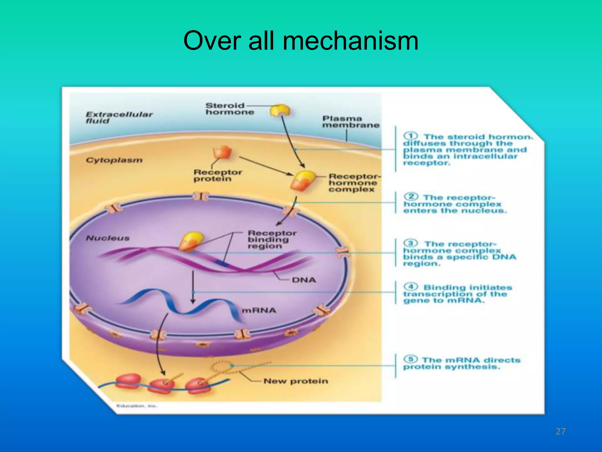 Over all mechanism
27
 