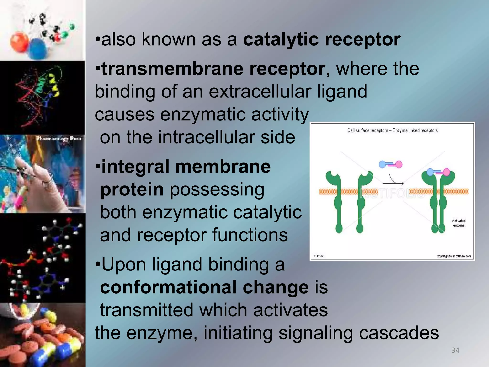 •also known as a catalytic receptor
•transmembrane receptor, where the
binding of an extracellular ligand
causes enzymatic activity
on the intracellular side
•integral membrane
protein possessing
both enzymatic catalytic
and receptor functions
•Upon ligand binding a
conformational change is
transmitted which activates
the enzyme, initiating signaling cascades
34
 