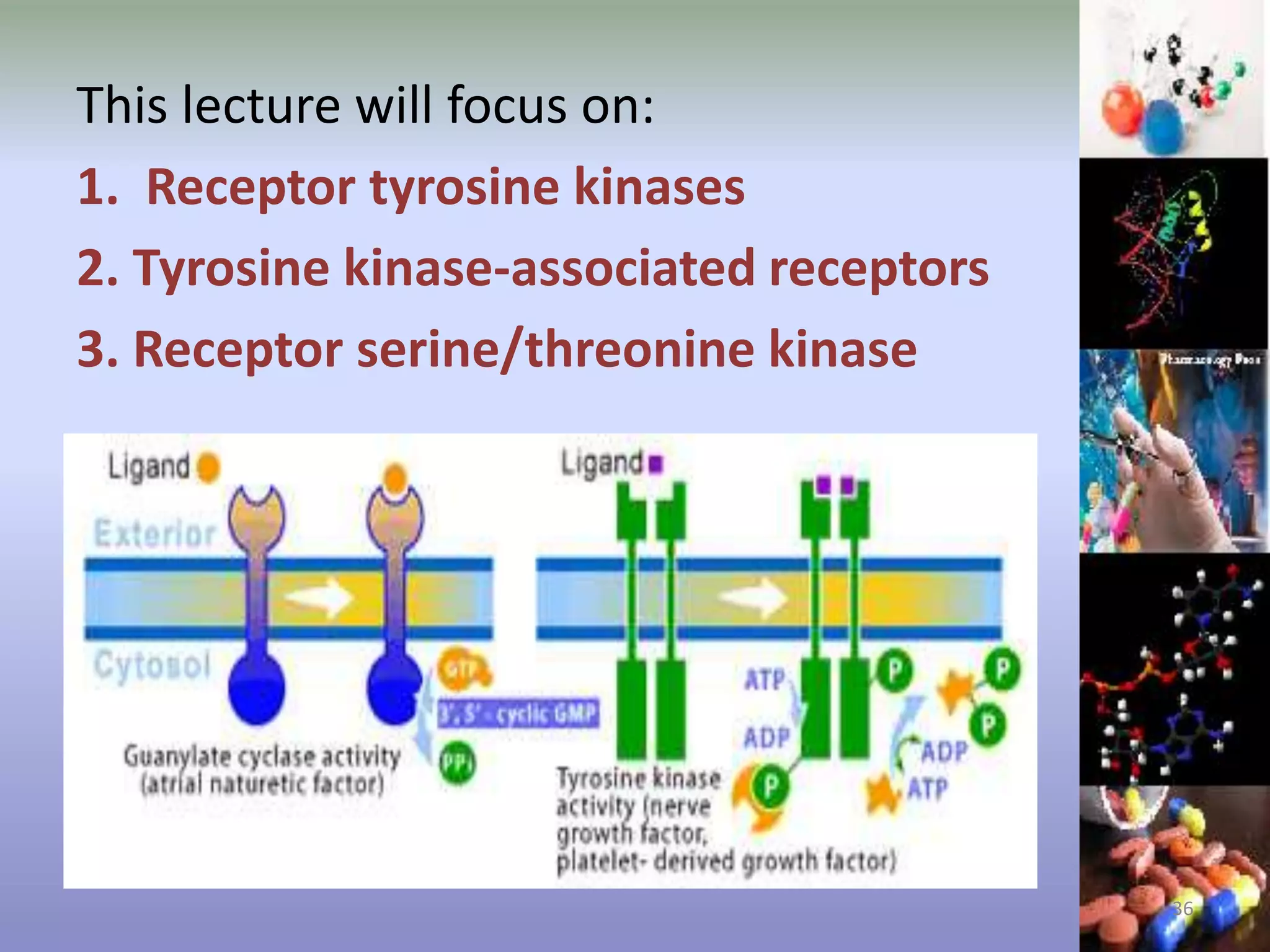 This lecture will focus on:
1. Receptor tyrosine kinases
2. Tyrosine kinase-associated receptors
3. Receptor serine/threonine kinase
36
 