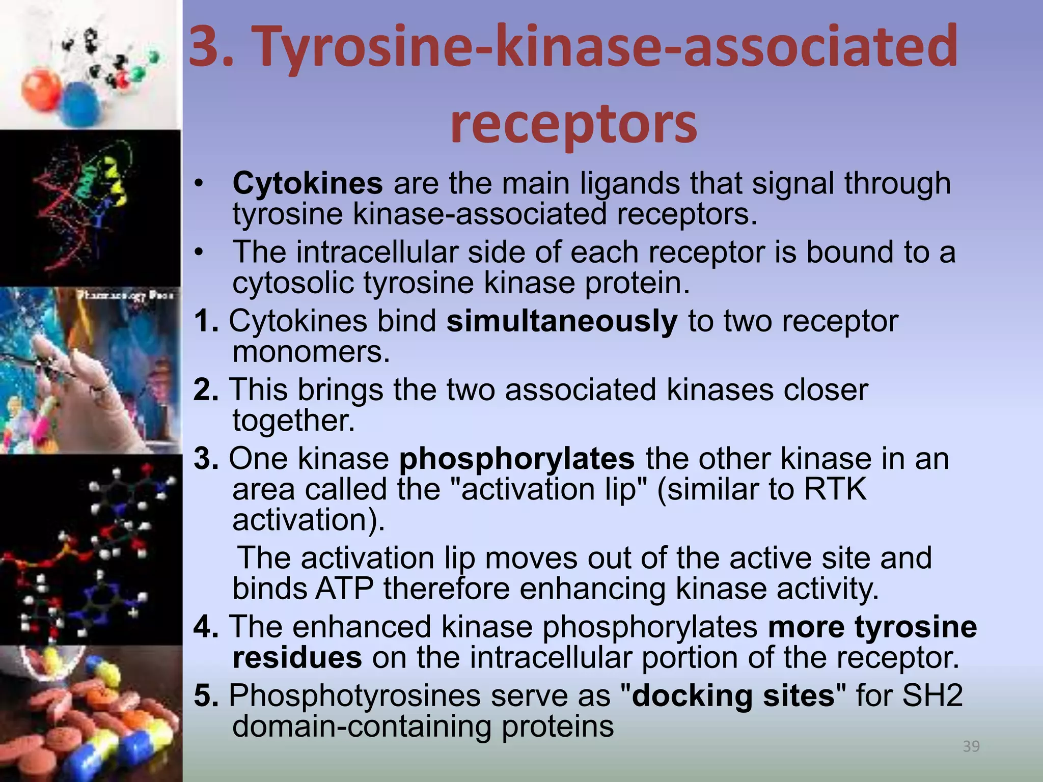 3. Tyrosine-kinase-associated
receptors
• Cytokines are the main ligands that signal through
tyrosine kinase-associated receptors.
• The intracellular side of each receptor is bound to a
cytosolic tyrosine kinase protein.
1. Cytokines bind simultaneously to two receptor
monomers.
2. This brings the two associated kinases closer
together.
3. One kinase phosphorylates the other kinase in an
area called the "activation lip" (similar to RTK
activation).
The activation lip moves out of the active site and
binds ATP therefore enhancing kinase activity.
4. The enhanced kinase phosphorylates more tyrosine
residues on the intracellular portion of the receptor.
5. Phosphotyrosines serve as "docking sites" for SH2
domain-containing proteins 39
 