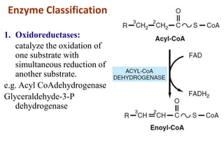 Enzyme Classification
1. Oxidoreductases:
catalyze the oxidation of
one substrate with
simultaneous reduction of
another substrate.
e.g. Acyl CoAdehydrogenase
Glyceraldehyde-3-P
dehydrogenase
 