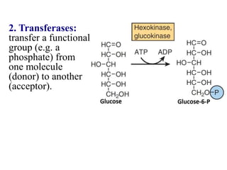 2. Transferases:
transfer a functional
group (e.g. a
phosphate) from
one molecule
(donor) to another
(acceptor).
 