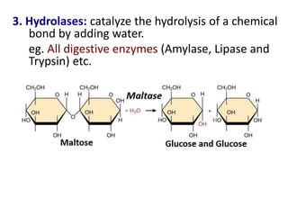 3. Hydrolases: catalyze the hydrolysis of a chemical
bond by adding water.
eg. All digestive enzymes (Amylase, Lipase and
Trypsin) etc.
 
