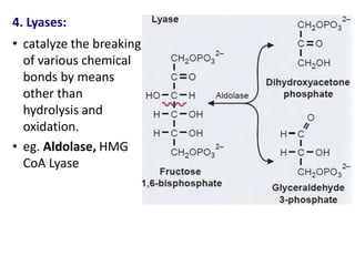 4. Lyases:
• catalyze the breaking
of various chemical
bonds by means
other than
hydrolysis and
oxidation.
• eg. Aldolase, HMG
CoA Lyase
 