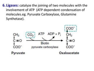 6.Ligases: catalyze the joining of two molecules with the
involvement of ATP (ATP dependent condensation of
molecules.eg. Pyruvate Carboxylase, Glutamine
Synthetase).
 