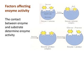 Factors affecting
enzyme activity
The contact
between enzyme
and substrate
determine enzyme
activity
 