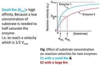 Fig. Effect of substrate concentration
on reaction velocities for two enzymes:
E1 with a small Km &
E2 with a large Km
Small Km (Km1)= high
affinity. Because a low
concentration of
substrate is needed to
half-saturate the
enzyme-
i.e. to reach a velocity
which is 1⁄2 Vmax
 
