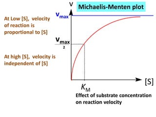 Michaelis-Menten plot
v
[S]
vmax
KM
vmax
2
Effect of substrate concentration
on reaction velocity
At Low [S], velocity
of reaction is
proportional to [S]
At high [S], velocity is
independent of [S]
 
