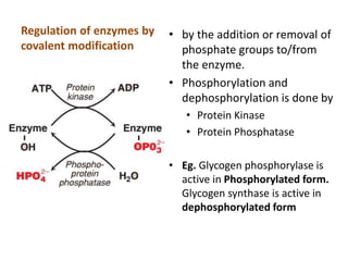 Regulation of enzymes by
covalent modification
• by the addition or removal of
phosphate groups to/from
the enzyme.
• Phosphorylation and
dephosphorylation is done by
• Protein Kinase
• Protein Phosphatase
• Eg. Glycogen phosphorylase is
active in Phosphorylated form.
Glycogen synthase is active in
dephosphorylated form
 