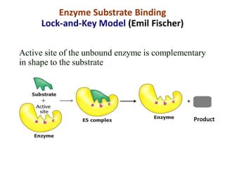 Enzyme Substrate Binding
Lock-and-Key Model (Emil Fischer)
Active site of the unbound enzyme is complementary
in shape to the substrate
 