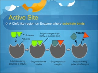Enzyme mbbs | PPTX