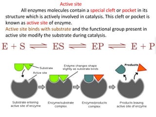 Enzyme mechanism | PDF