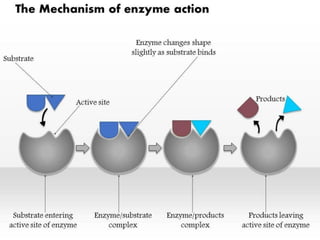 Enzyme mechanism | PDF