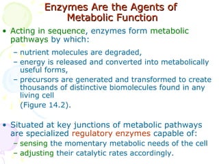 Enzymes Are the Agents ofEnzymes Are the Agents of
Metabolic FunctionMetabolic Function
• Acting in sequence, enzymes form metabolic
pathways by which:
– nutrient molecules are degraded,
– energy is released and converted into metabolically
useful forms,
– precursors are generated and transformed to create
thousands of distinctive biomolecules found in any
living cell
(Figure 14.2).
• Situated at key junctions of metabolic pathways
are specialized regulatory enzymes capable of:
– sensing the momentary metabolic needs of the cell
– adjusting their catalytic rates accordingly.
 