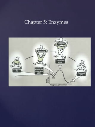 Chapter 5: Enzymes 