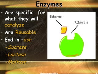 Enzymes Are specific  for what they will  catalyze Are   Reusable End in – ase -Sucrase -Lactase -Maltase Muhammad Asif Pu 