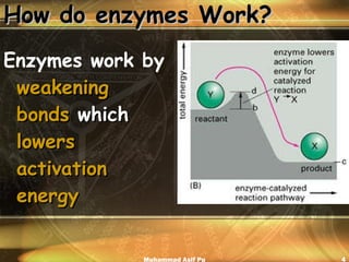 How do enzymes Work? Enzymes work by  weakening bonds  which  lowers activation energy Muhammad Asif Pu 