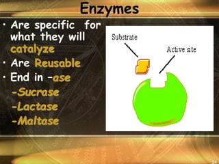 enzyme ppt.ppt