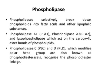 Phospholipase
• Phospholipases selectively break down
phospholipids into fatty acids and other lipophilic
substances.
• Phospholipase A1 (PLA1), Phospholipase A2(PLA2),
and lysophospholipase which act on the carboxylic
ester bonds of phospholipids.
• Phospholipases C (PLC) and D (PLD), which modifies
polar head group are also known as
phosphodiesterase's, recognize the phosphodiester
linkage.
 