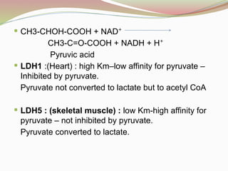  CH3-CHOH-COOH + NAD⁺
CH3-C=O-COOH + NADH + H⁺
Pyruvic acid
 LDH1 :(Heart) : high Km–low affinity for pyruvate –
Inhibited by pyruvate.
Pyruvate not converted to lactate but to acetyl CoA
 LDH5 : (skeletal muscle) : low Km-high affinity for
pyruvate – not inhibited by pyruvate.
Pyruvate converted to lactate.
 