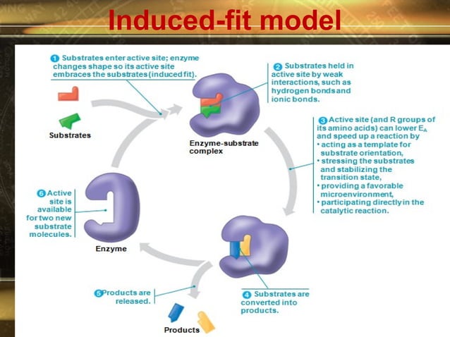 Enzymes: Biological Catalysts & Accelerators | PPT