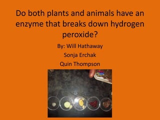 Do both plants and animals have an
enzyme that breaks down hydrogen
            peroxide?
           By: Will Hathaway
             Sonja Erchak
            Quin Thompson
 