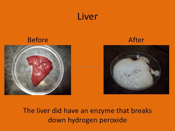 Enzyme presentation will lab