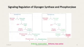 Signaling Regulation of Glycogen Synthase and Phosphorylase
A-forms, most active B-forms, less active
15-May-20 Regulation of enzyme activity 25
 
