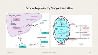 Enzyme Regulation by Compartmentation
15-May-20 Regulation of enzyme activity 27
 
