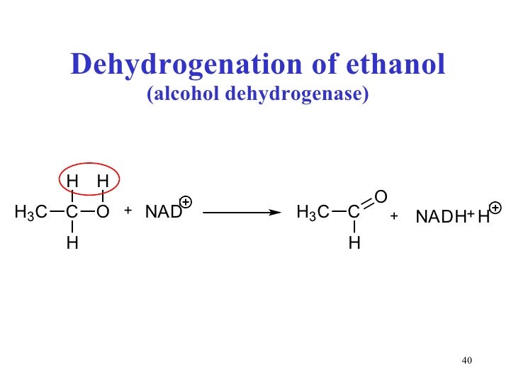 Enzymes 1