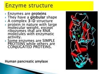  Enzymes are proteins
 They have a globular shape
 A complex 3-D structure
 protein in nature with large
molecular weight, except
ribozymes that are RNA
molecules with enzymatic
activity.
 Some enzymes are SIMPLE
PROTEINS while others are
CONJUGATED PROTEINS.
Human pancreatic amylase
 