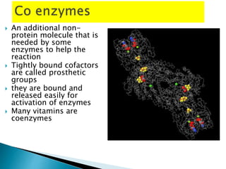  An additional non-
protein molecule that is
needed by some
enzymes to help the
reaction
 Tightly bound cofactors
are called prosthetic
groups
 they are bound and
released easily for
activation of enzymes
 Many vitamins are
coenzymes
 