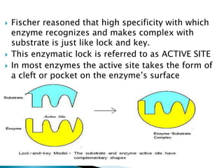  Fischer reasoned that high specificity with which
enzyme recognizes and makes complex with
substrate is just like lock and key.
 This enzymatic lock is referred to as ACTIVE SITE
 In most enzymes the active site takes the form of
a cleft or pocket on the enzyme’s surface
 