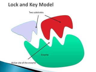 Active site of the enzyme
Two substrates
Enzyme
 