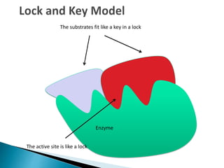 The active site is like a lock
The substrates fit like a key in a lock
Enzyme
 
