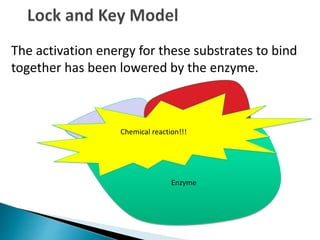 The activation energy for these substrates to bind
together has been lowered by the enzyme.
Enzyme
Chemical reaction!!!
 