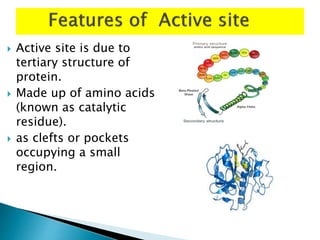  Active site is due to
tertiary structure of
protein.
 Made up of amino acids
(known as catalytic
residue).
 as clefts or pockets
occupying a small
region.
 