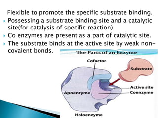 Flexible to promote the specific substrate binding.
 Possessing a substrate binding site and a catalytic
site(for catalysis of specific reaction).
 Co enzymes are present as a part of catalytic site.
 The substrate binds at the active site by weak non-
covalent bonds.
 
