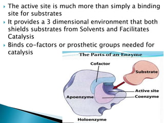  The active site is much more than simply a binding
site for substrates
 It provides a 3 dimensional environment that both
shields substrates from Solvents and Facilitates
Catalysis
 Binds co-factors or prosthetic groups needed for
catalysis
 