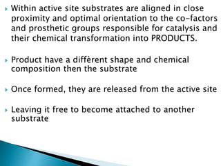  Within active site substrates are aligned in close
proximity and optimal orientation to the co-factors
and prosthetic groups responsible for catalysis and
their chemical transformation into PRODUCTS.
 Product have a diffèrent shape and chemical
composition then the substrate
 Once formed, they are released from the active site
 Leaving it free to become attached to another
substrate
 