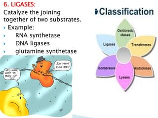 6. LIGASES:
Catalyze the joining
together of two substrates.
 Example:
 RNA synthetase
 DNA ligases
 glutamine synthetase
 