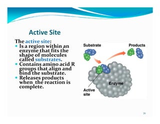 Enzymes | PDF