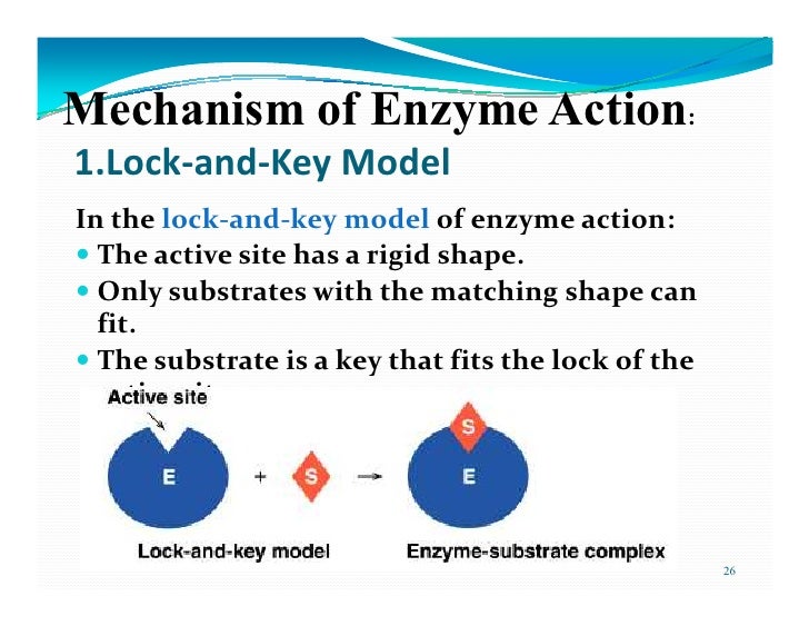Enzymes