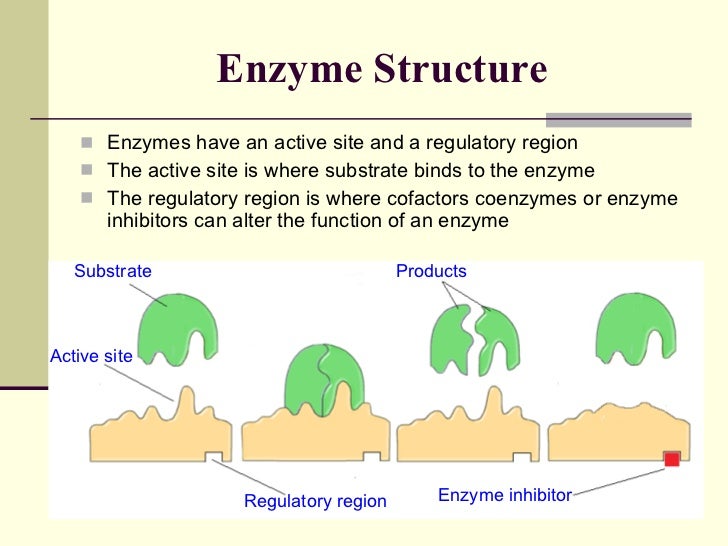 06 Enzymes