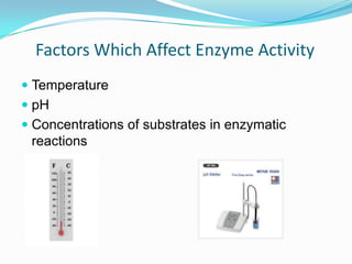 TemperaturepHConcentrations of substrates in enzymatic reactionsFactors Which Affect Enzyme Activity