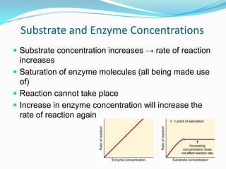 Substrate and Enzyme ConcentrationsSubstrate concentration increases -> rate of reaction increasesSaturation of enzyme molecules (all being made use of)Reaction cannot take placeIncrease in enzyme concentration will increase the rate of reaction again