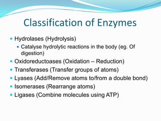 Classification of EnzymesHydrolases (Hydrolysis)Catalyse hydrolytic reactions in the body (eg. Of digestion)Oxidoreductoases (Oxidation – Reduction)Transferases (Transfer groups of atoms)Lyases (Add/Remove atoms to/from a double bond)Isomerases (Rearrange atoms)Ligases (Combine molecules using ATP)