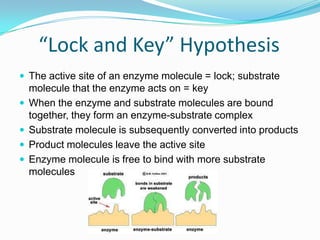“Lock and Key” HypothesisThe active site of an enzyme molecule = lock; substrate molecule that the enzyme acts on = keyWhen the enzyme and substrate molecules are bound together, they form an enzyme-substrate complexSubstrate molecule is subsequently converted into productsProduct molecules leave the active siteEnzyme molecule is free to bind with more substrate molecules