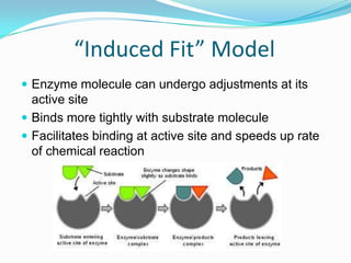 “Induced Fit” ModelEnzyme molecule can undergo adjustments at its active siteBinds more tightly with substrate moleculeFacilitates binding at active site and speeds up rate of chemical reaction